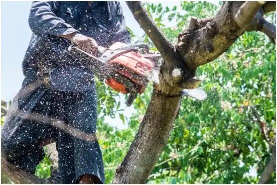 tree services Corry